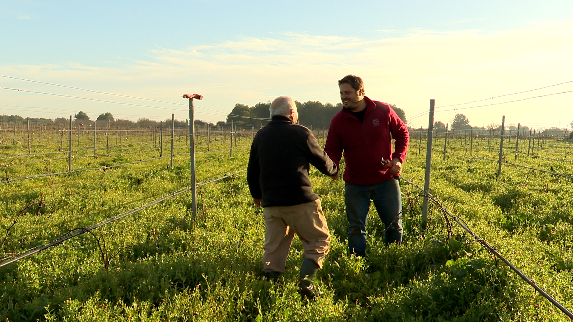 Podarem una vinya a Santa Maria del Camí, visitarem la cova de Son Oliver i cuinarem galtes de porc negre