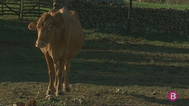 La vaca vermella menorquina quintuplica exemplars en 20 anys, però continúa en perill d’extinció