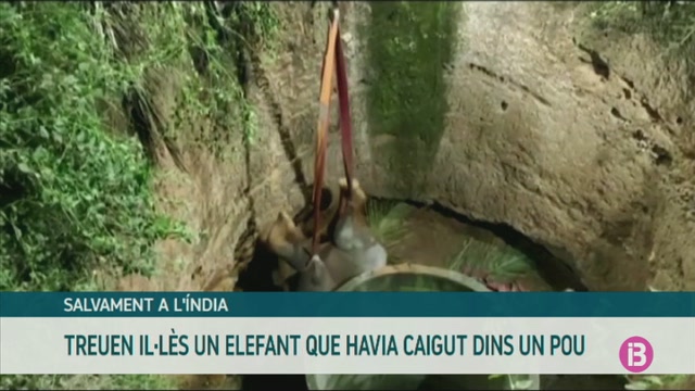Rescaten un elefant que va caure en un pou de l’Índia