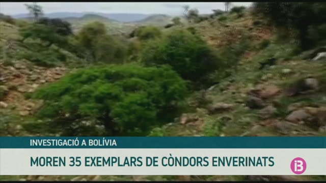 Moren 35 cóndors enverinats a Bolívia