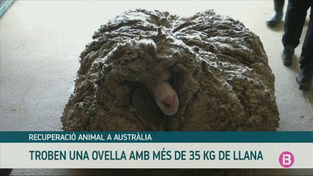 Troben una ovella amb 35 kilos de llana