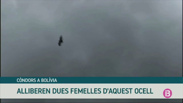 Alliberen dues femelles de còndor a Bolívia