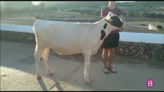 Els criadors de vaca frisona de Menorca, desitjosos de celebrar la Fira del camp i el concurs