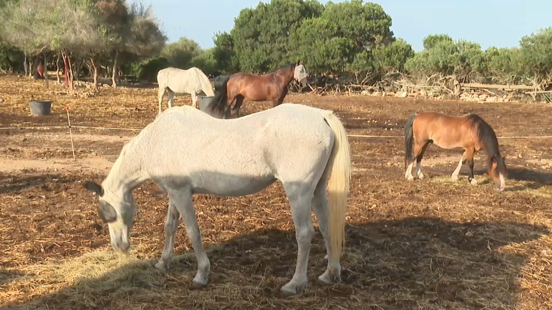 Es detecta el primer cas de febre del Nil Occidental a les Illes Balears