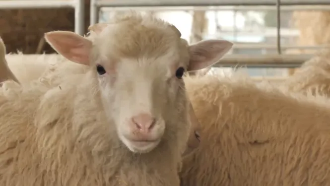 Perdem ovelles: el nombre d’exemplars baixa a raó d’un 5%25 cada any