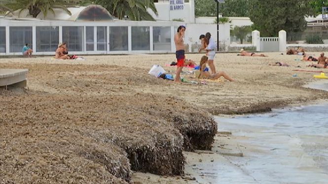 Hotelers i associacions de vesins d’Eivissa critiquen l’acumulació de posidònia