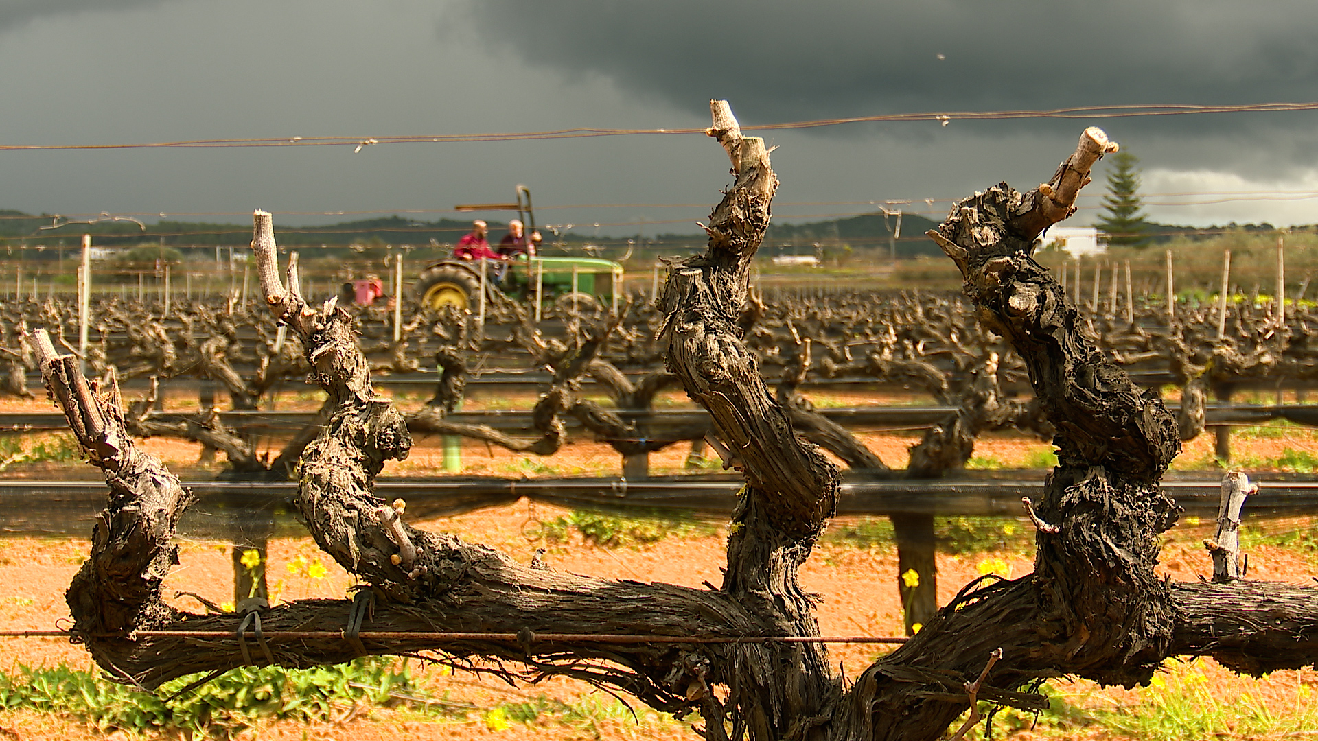 Coneixerem usos i propietats de les plantes silvestres