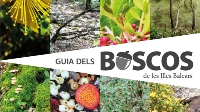 Xarxa Forestal publica la tercera edició de la “Guia dels boscos de les Illes Balears”