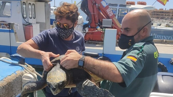 Rescaten un exemplar de tortuga Babaua al sud de Mallorca