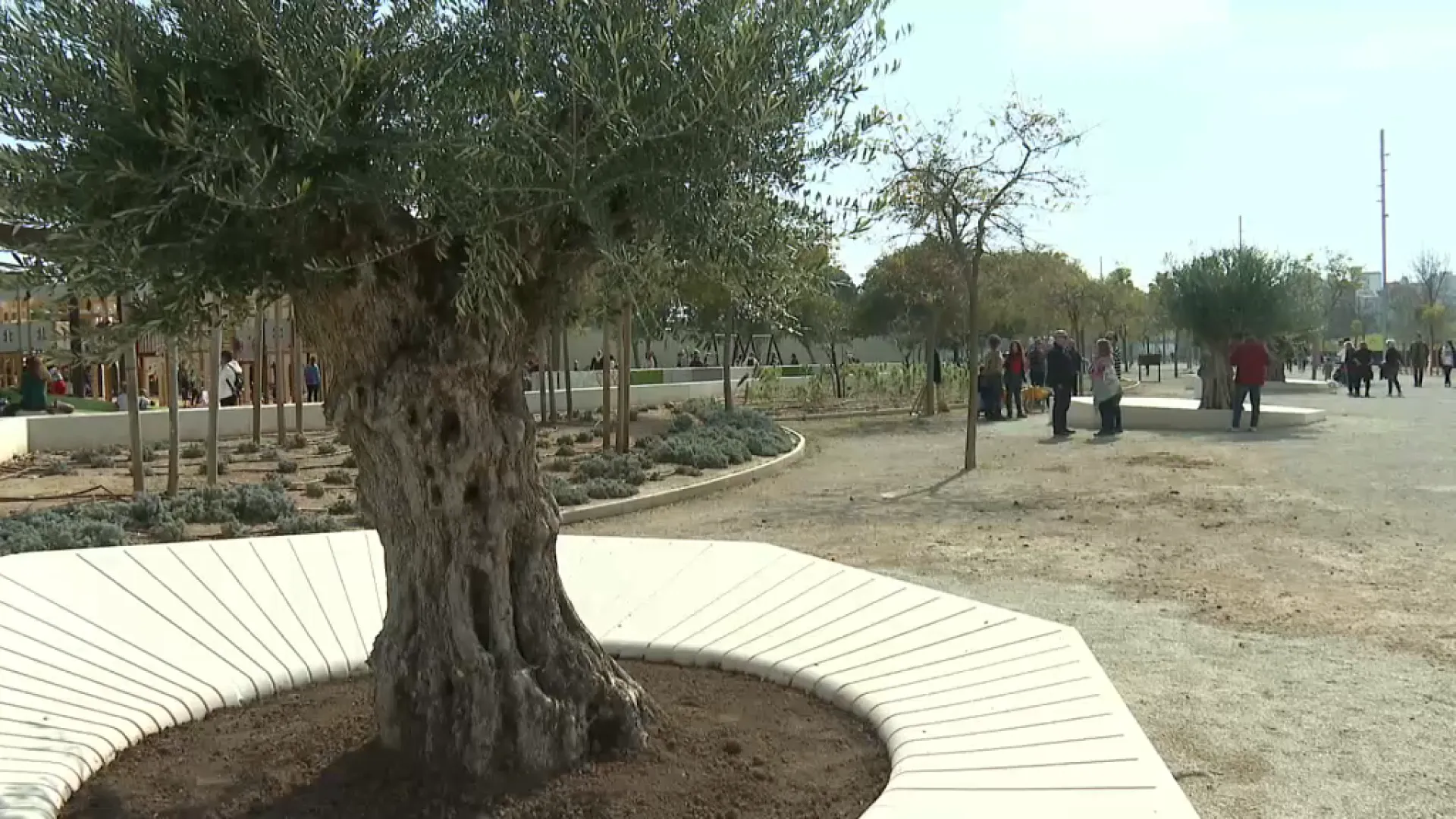 L’Ajuntament de Palma ha complit amb el compromís de plantar 10.000 arbres abans que acabi la legislatura