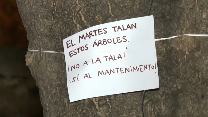 Una jutge ordena la suspensió cautelar de la tala dels cinc arbres bellaombra de sa Calatrava de Palma