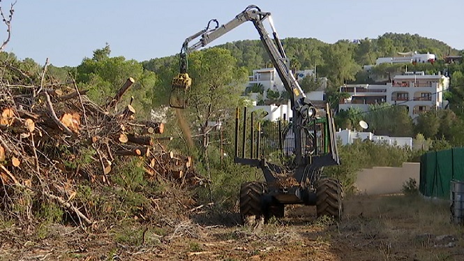 L’Ibanat fa net 20 hectàrees de bosc afectat per l’esclafit a Sant Antoni