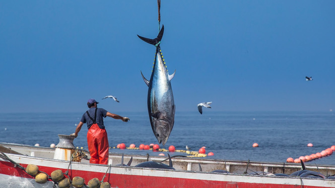 La pesca artesanal de la tonyina, un negoci a l’alça a les Illes