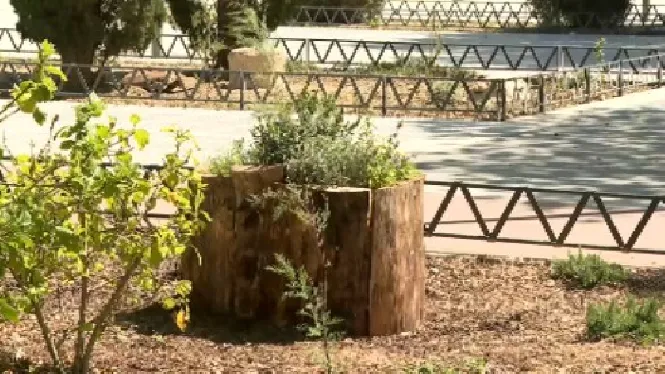 Refugis de pedra i fusta a jardins públics per salvar la sargantana pitiüsa