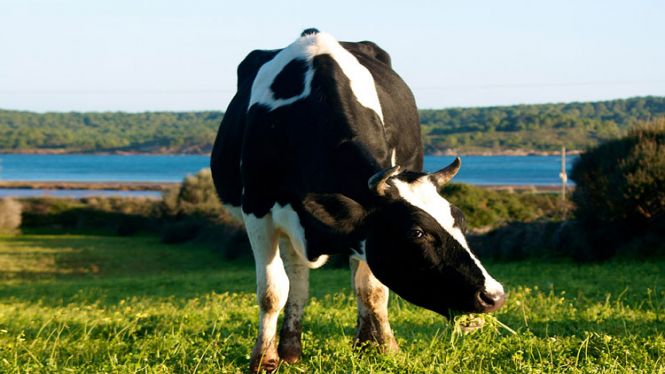 La sequera amenaça la rendibilitat de les explotacions agràries