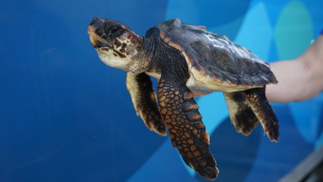 Una tortuga nascuda a Eivissa el 2019 ha estat capturada per un pesquer i posteriorment amollada