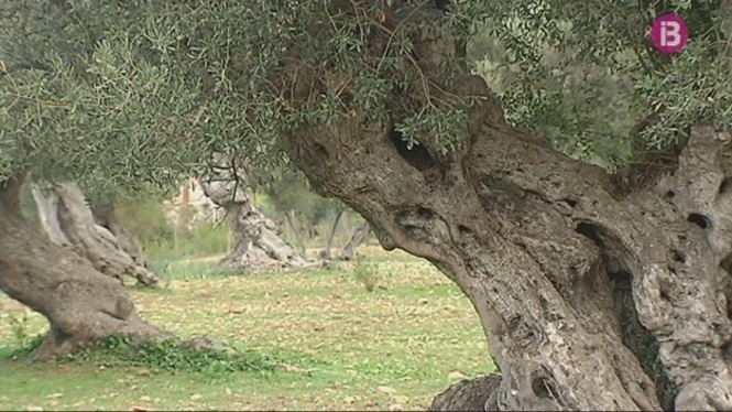 La Comissió Europea amplia la zona de contenció de la Xylella davant el risc de propagació