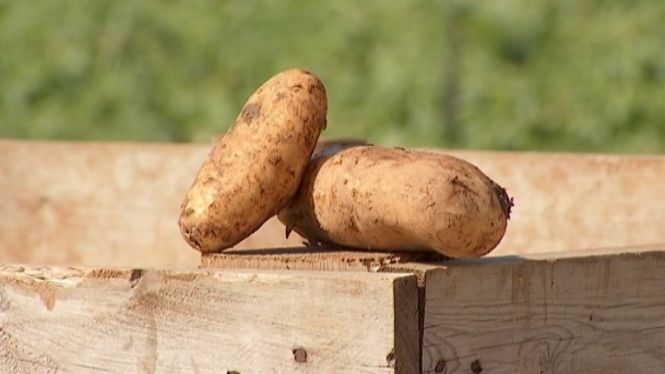 Les exigències fitosanitàries del Regne Unit fan perillar l’exportació de la patata poblera