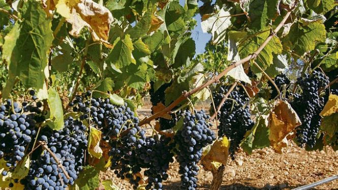 El SOS del vi fet a les Balears: les vendes han caigut un 80%25