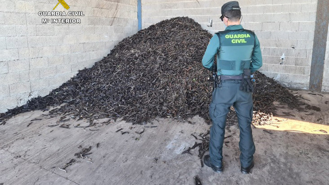 Un home roba 10 tones de garroves a Montuïri i les ven per 8.000 euros