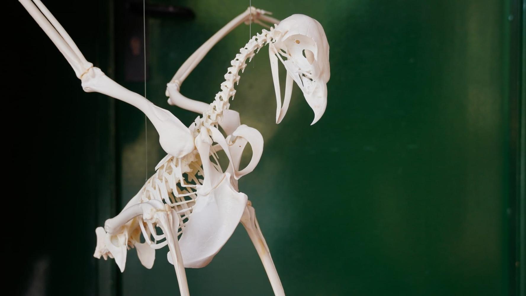 La reconstrucció d’un esquelet d’au serveix als alumnes per estudiar els ecosistemes