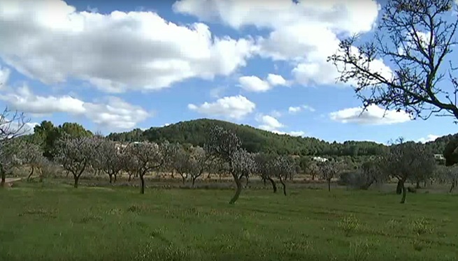 Detectats més de 800 arbres amb xilel·la a les Balears