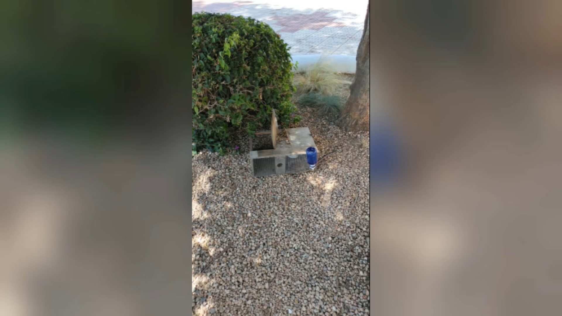 Sabotegen els paranys contra serps a Santa Eulària