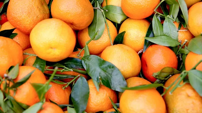 Els Reis d’Orient repartiran mandarines en substitució dels tradicionals caramels en es Migjorn