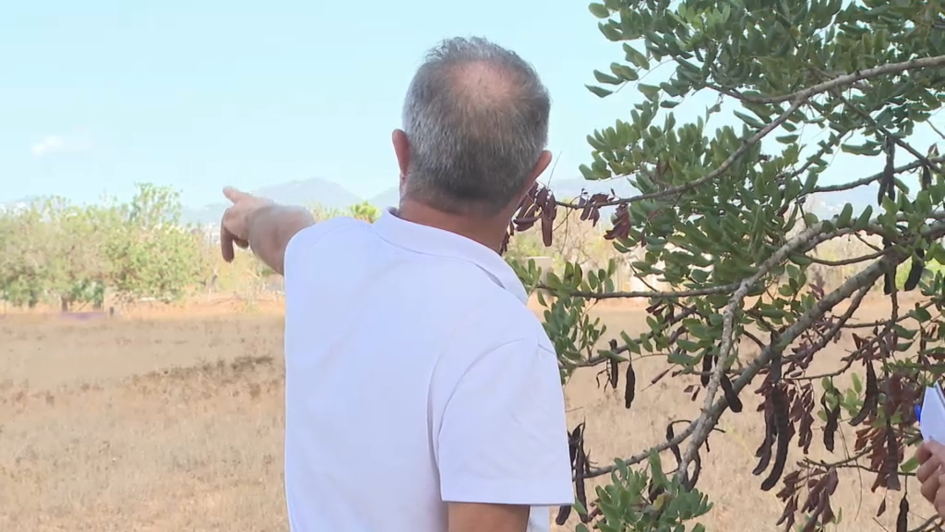 La sequera posa en escac els petits productors agrícoles d’Eivissa