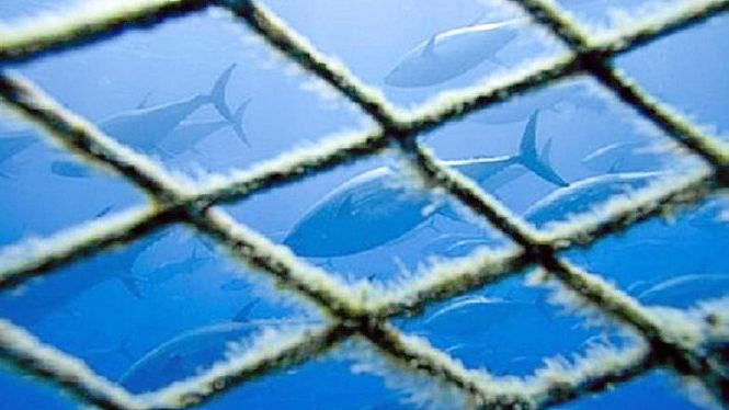 Medi Ambient reclama que es prohibeixi temporalment la pesca amb xarxes al Canal de Menorca