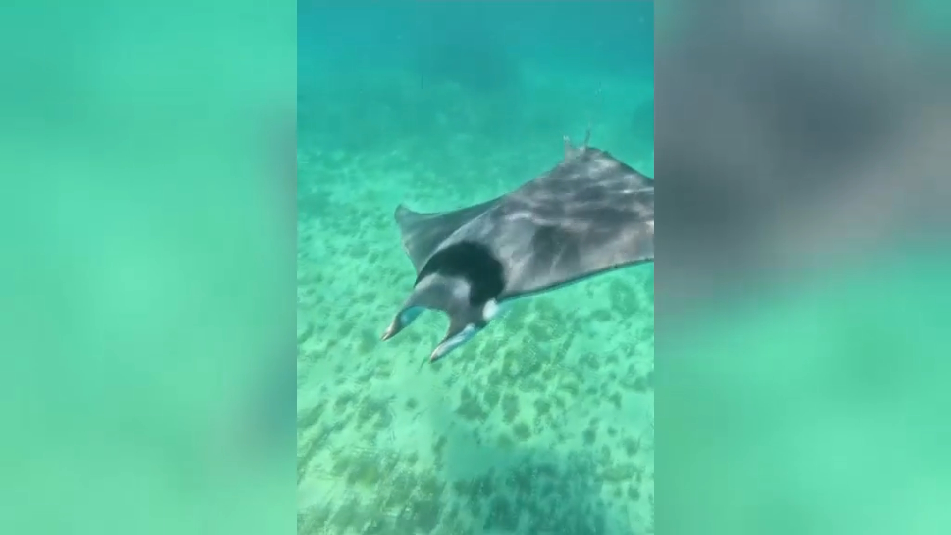 Tancada al bany la platja d’Illetes per l’albirament d’una manta