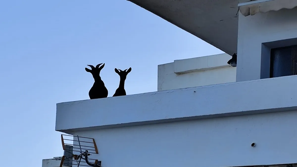 Les cabres envaeixen la urbanització de Ses Savines en es Mercadal