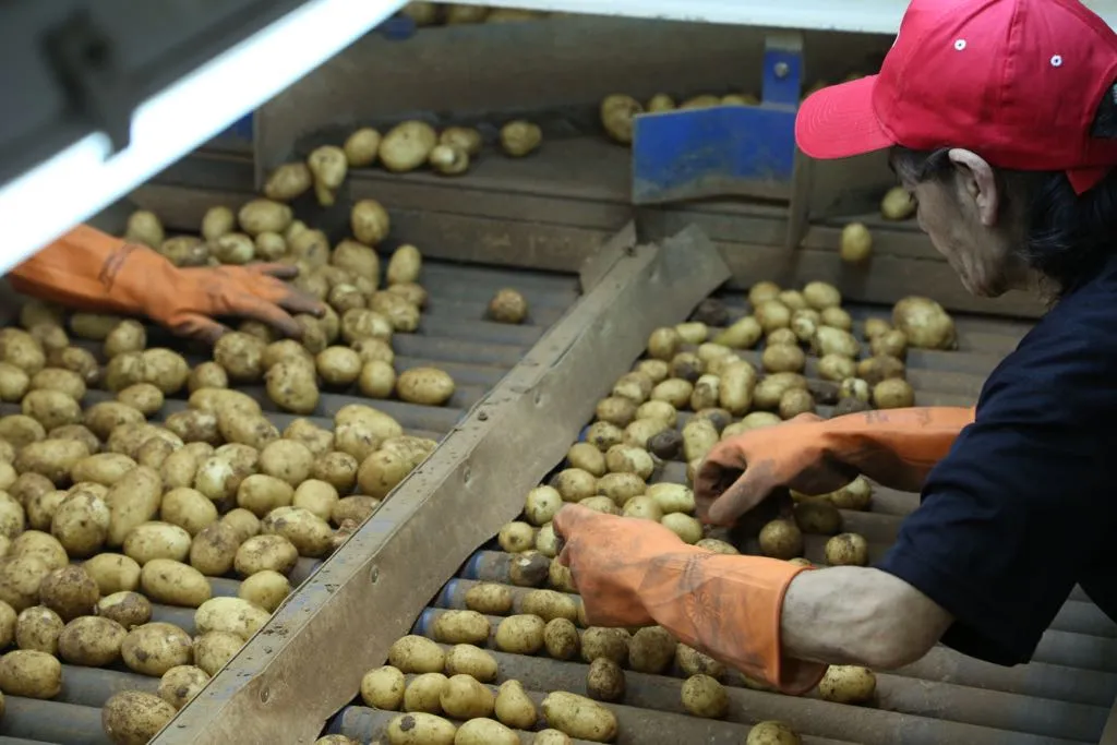 Joan Mateu, empresari: “Per a la patata poblera, el mercat britànic és insustituïble”