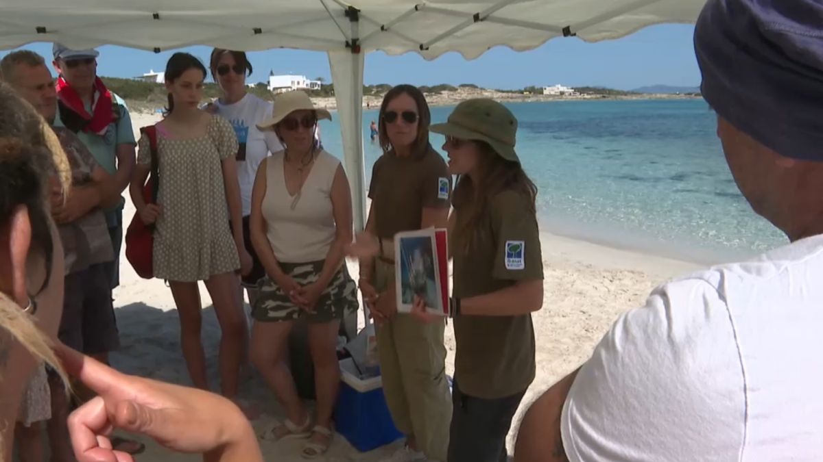 Activitat per aprendre a identificar els rastres i nius de tortugues