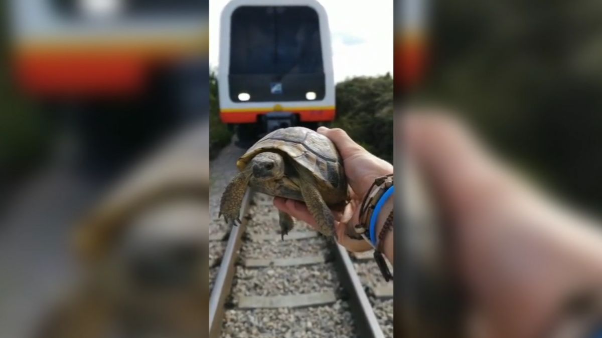 Aturar+un+tren+per+agafar+una+tortuga