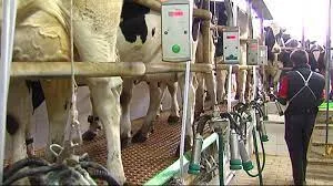 Pagar més per la llet als ramaders de Menorca implica un encariment del preu final