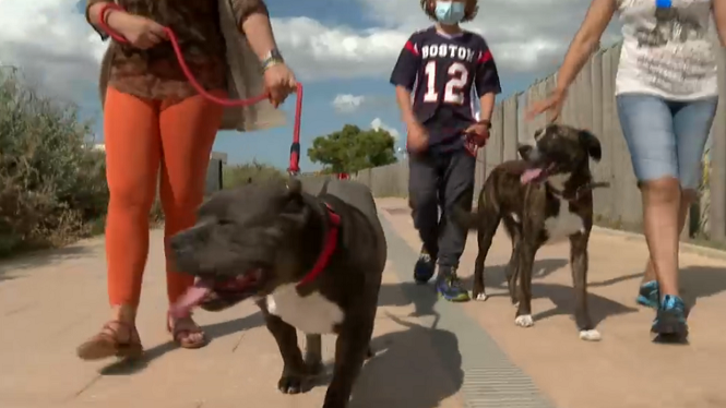 Voluntaris de Son Reus fan una crida perquè necessiten gent per passejar cans