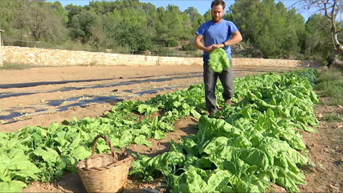 Els+agricultors+ecol%C3%B2gics+augmenten+un+15%2525+cada+any+a+Eivissa