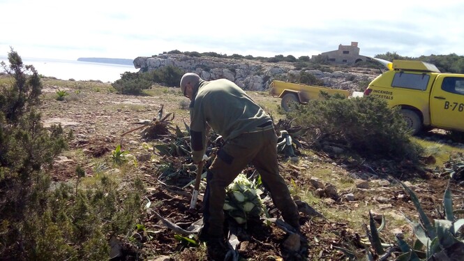 Retiren vuit tones de plantes invasores a Formentera