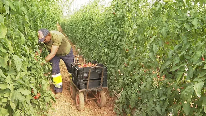 La burocràcia deixa productors d’hortalissa sense tota la mà d’obra de temporada en la plena de la collita