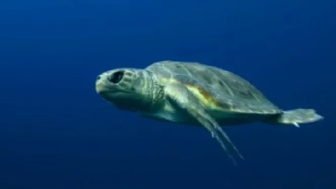 Les tortugues marines han arribat a la costa balear per quedar-hi