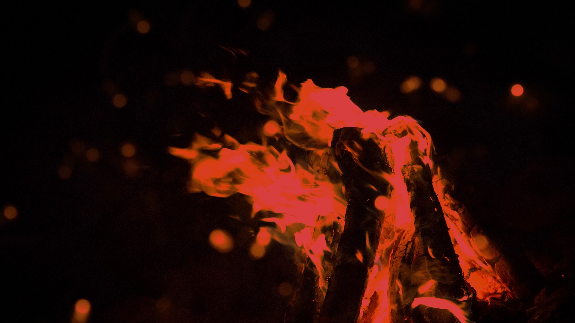 IB3 dedica la seva programació a les festes de Sant Antoni