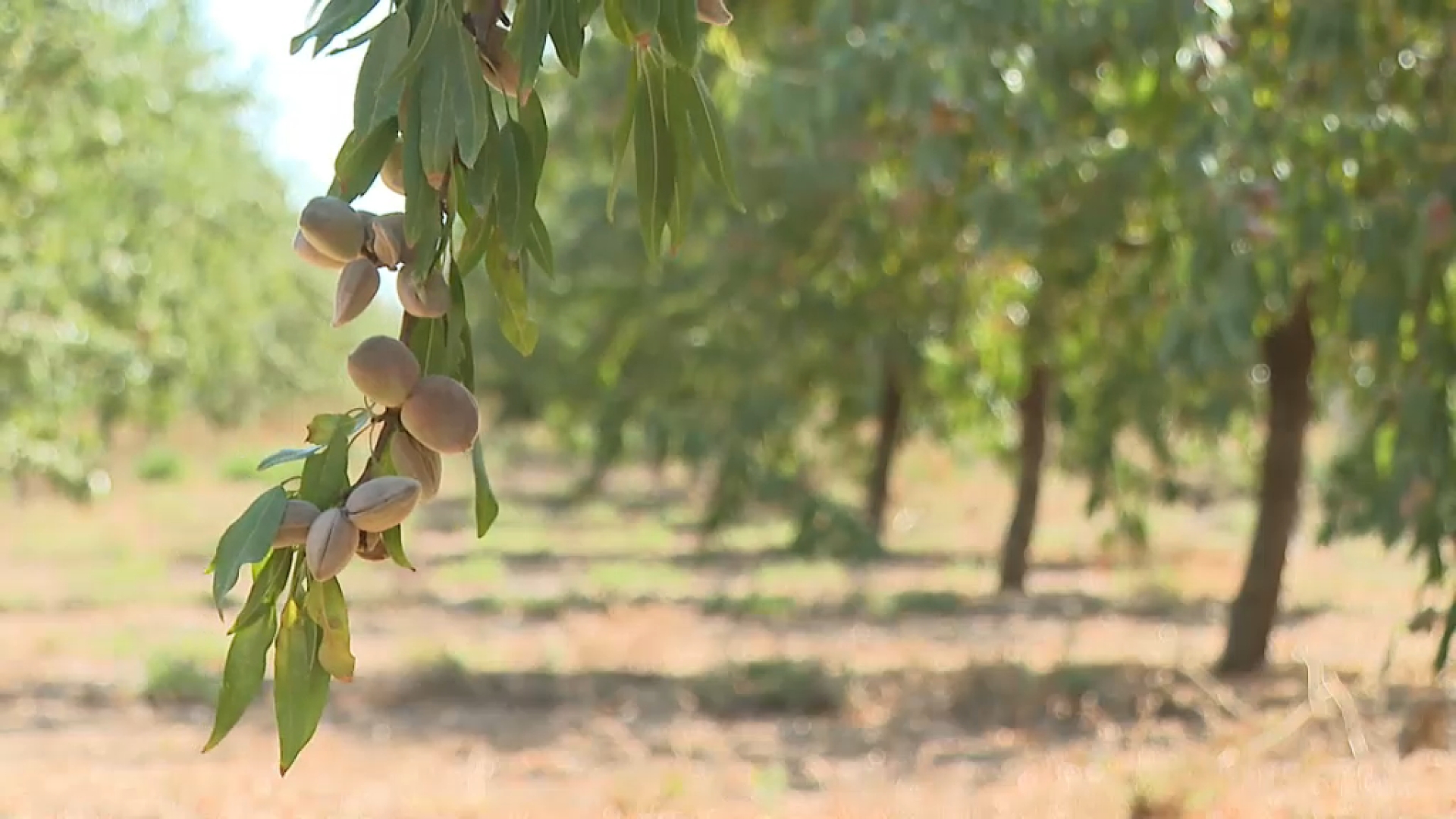 Tendència a l’alça del preu de l’ametlla