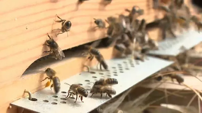 El projecte Dotze Reines per protegir l’abella negra autòctona entra en una fase essencial