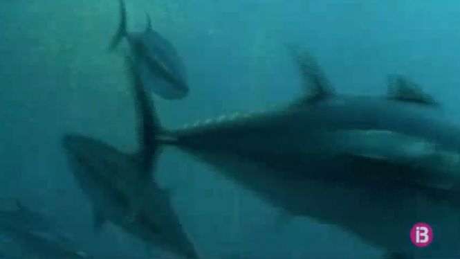 Prohibida la pesca esportiva i recreativa de tonyina vermella si es mata l’animal