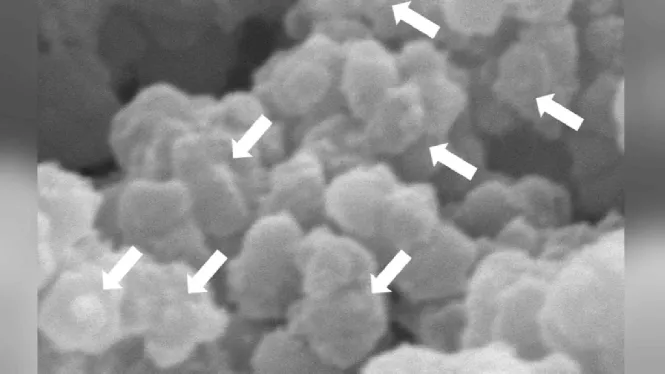 Científics de la UIB repliquen membranes humanes per estudiar l’absorció de contaminants