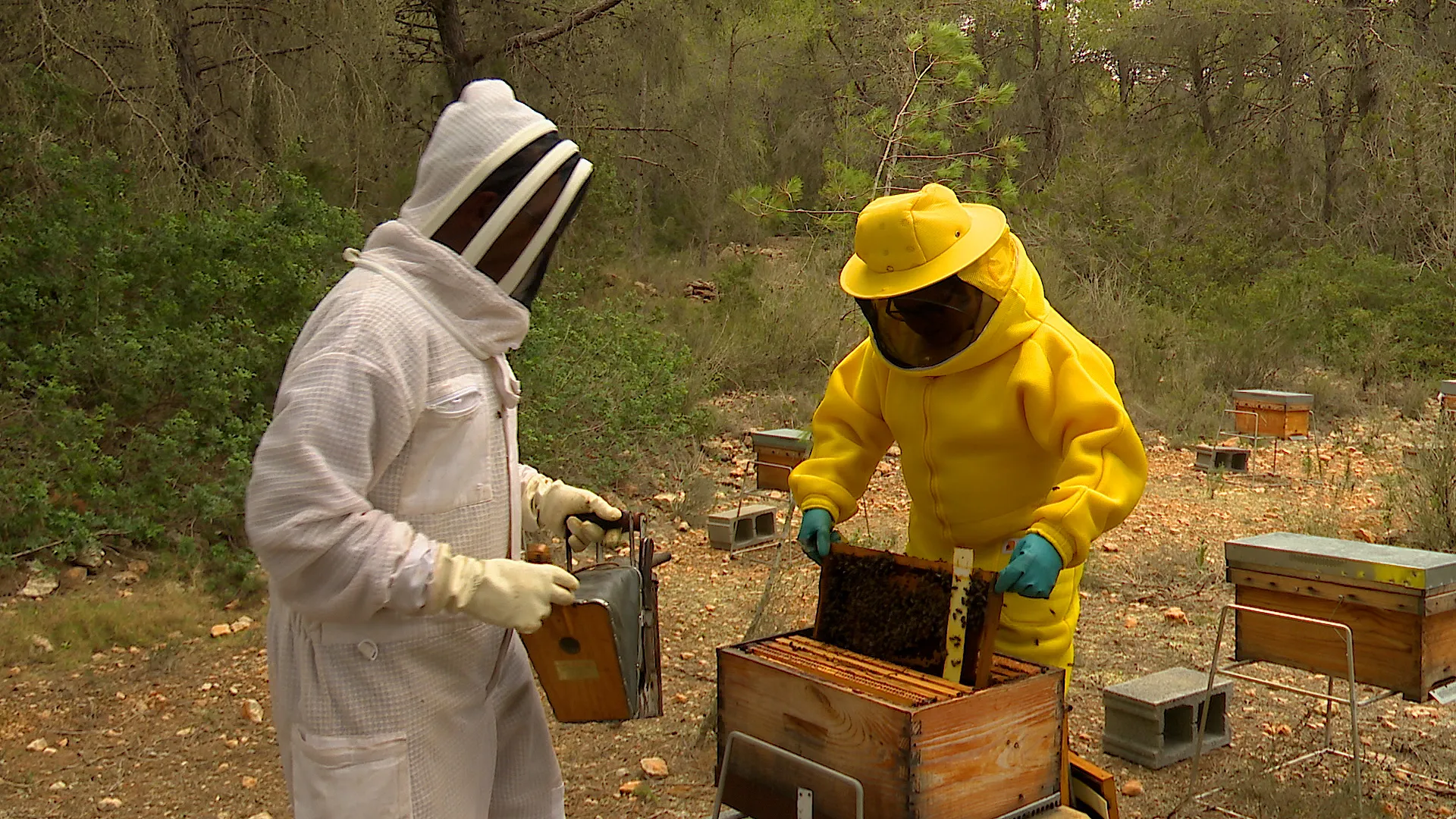 Relleu+generacional+dels+apicultors+eivissencs