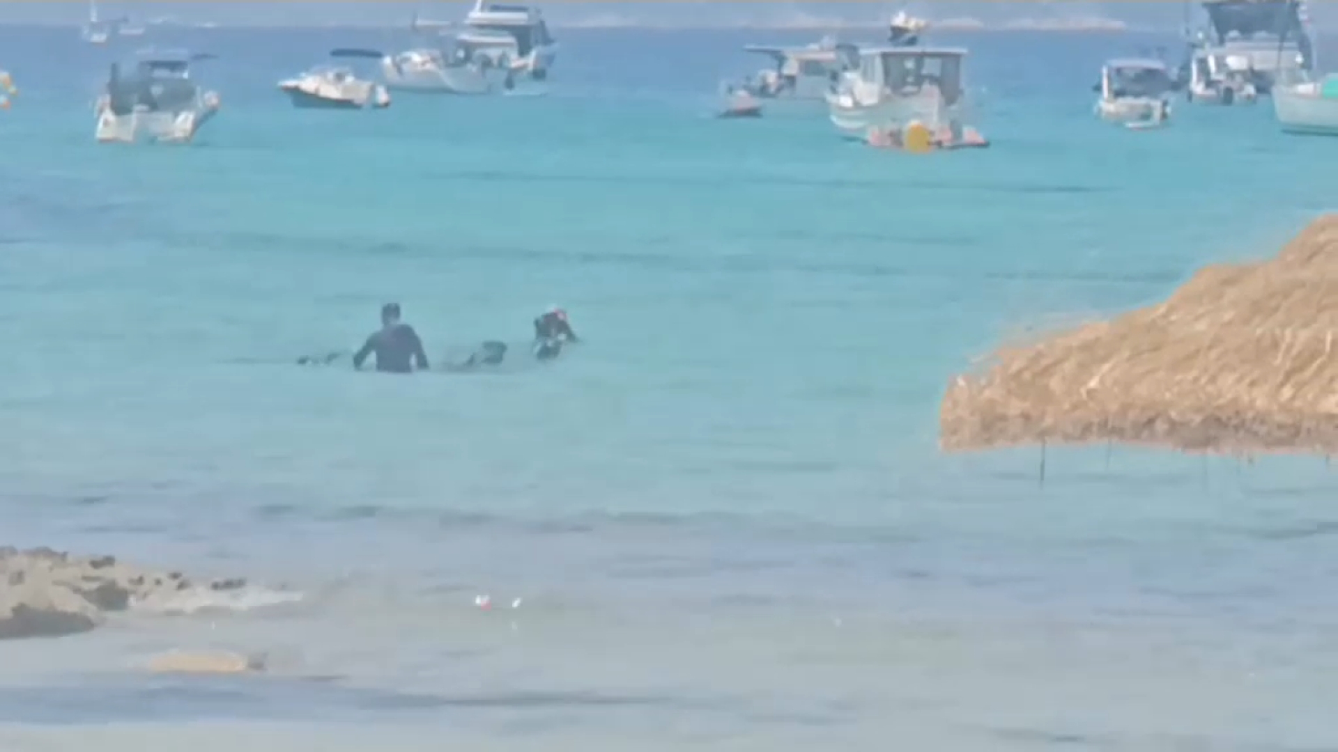 S’ha mort la manta gegant arribada a ses Illetes