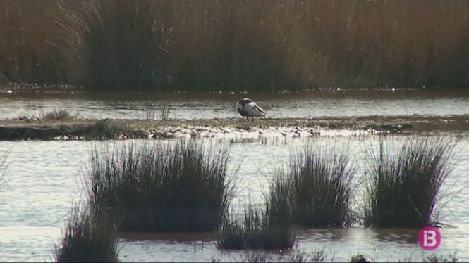 Birdlife inclou s’Albufera de Mallorca com a zona en perill