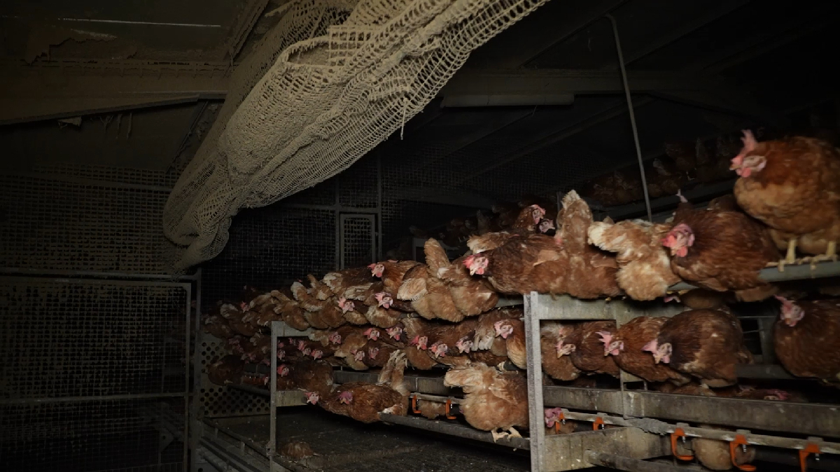 Grups ecologistes denuncien l’estat de les gallines d’una granja de Llucmajor